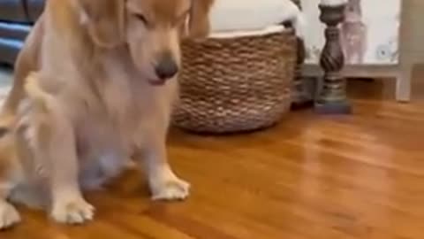 Best 🐕 Dog dance🤣