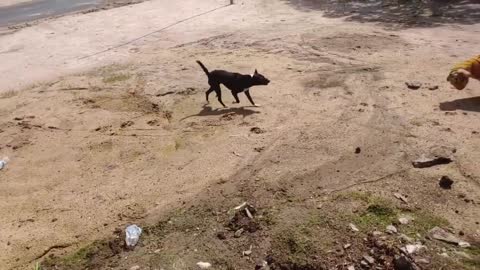 Fake Tiger attacks a dog