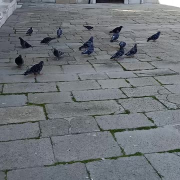 Pigeons in Venice waiting the people's throwing food to them