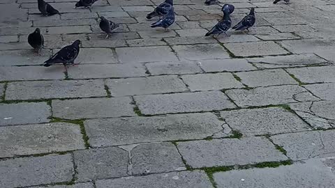 Pigeons in Venice waiting the people's throwing food to them