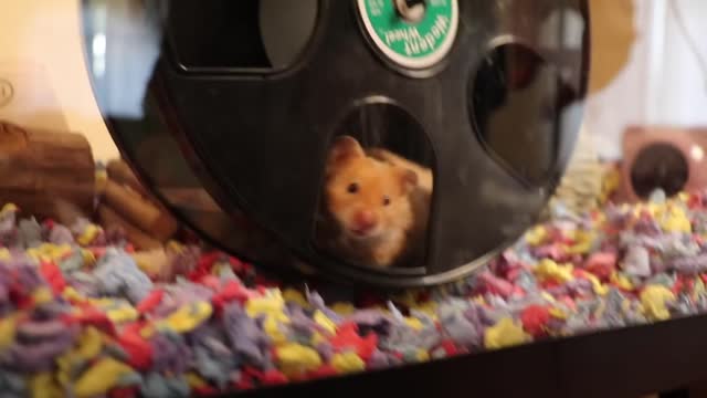 Chihuahua VS Hamster
