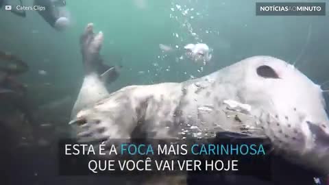 Foca amigável recebe carinho de mergulhador