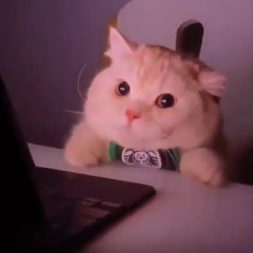 Cutest Cat Best Cute Cat Video 2022