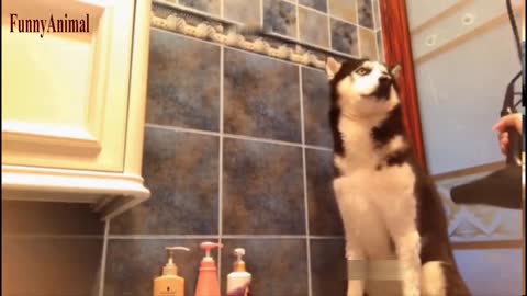 The Best FUNNY dogs Videos - Funny Animal