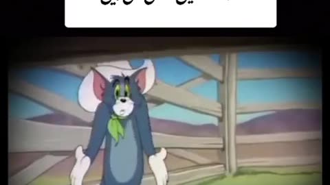 Funny cat