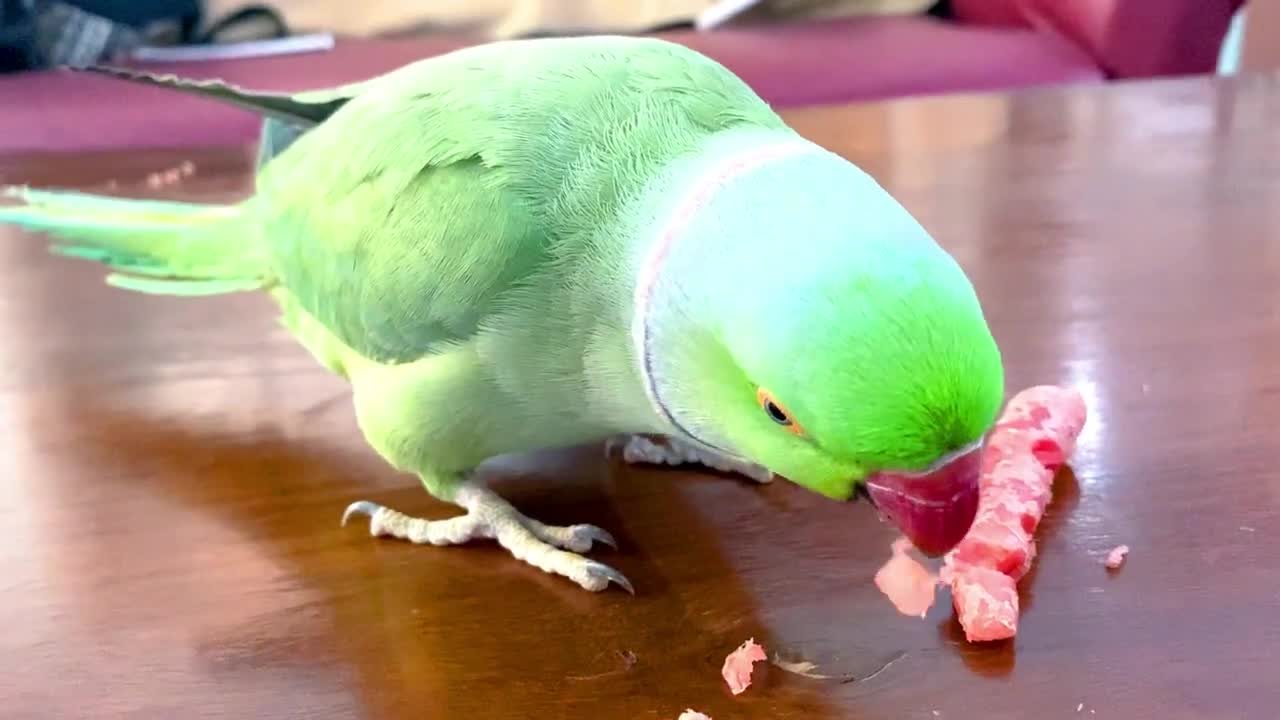 Funny Parrot Talking and Dancing - Funny Pet video - Cute Animalsp4