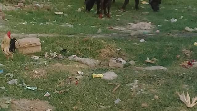 Funny animals videos