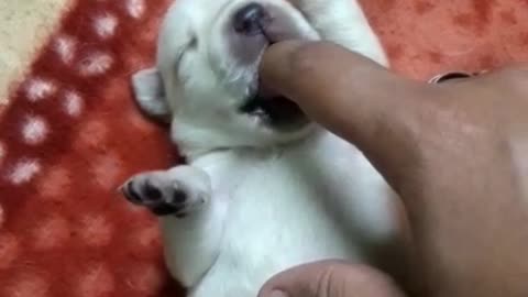 White puppy eating finger