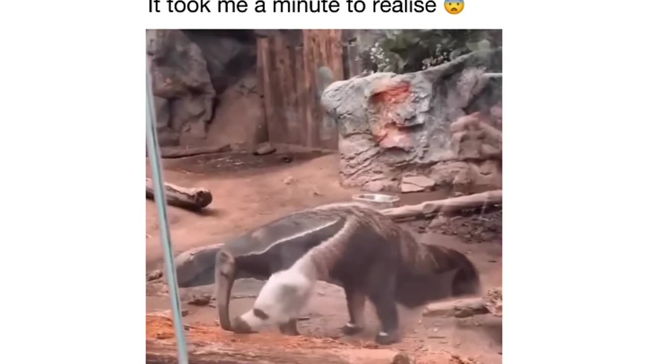 Giant anteaters forelegs looks the head of a separate animal 🤔