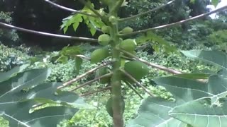 Pé de mamão é filmado de perto na floresta do parque, os frutos estão verdes [Nature & Animals]