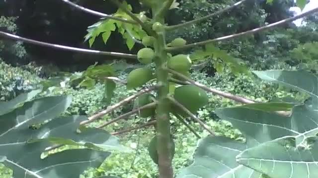 Pé de mamão é filmado de perto na floresta do parque, os frutos estão verdes [Nature & Animals]