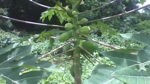 Pé de mamão é filmado de perto na floresta do parque, os frutos estão verdes [Nature & Animals]