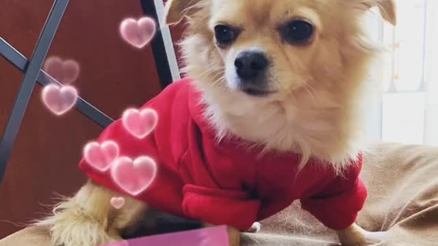 FUNNY DOGS VIDEOS Cute and funny dog video 😍 🐶