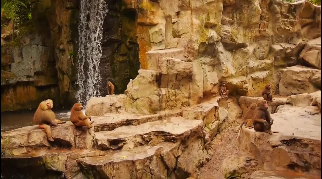 Monkey Videos Funny and Cute Monkey Video Compilation #4