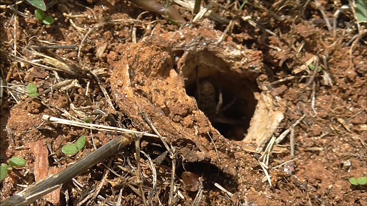 Wolf Spider Encounters The Big Bad Wasp Again