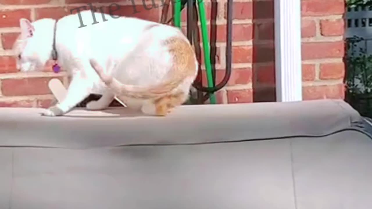 Funny Cat videos 🐈