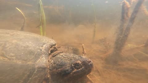 Snapping Turtle