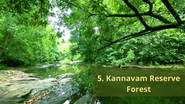 Best Forest Places To Visit In Kerala in 2021
