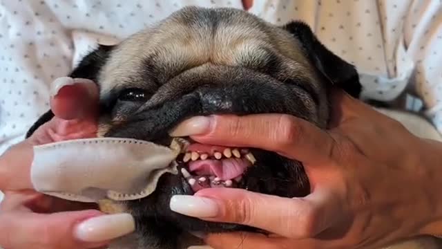 Hi! Im Johnny Do u like pugs