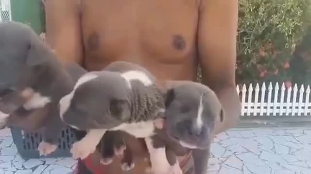 Baby pit bulls #puppylove