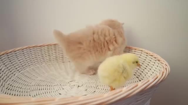 Kittens walk with a tiny chicken wow