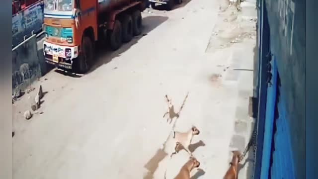 DOG vs TIGER / HYDERABAD CCTV VIDEO / enjoy