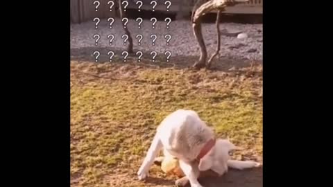 Big dog 🐶🐕 vs small dog