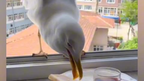 FUNNY CATS and DOGS & other ANIMALS