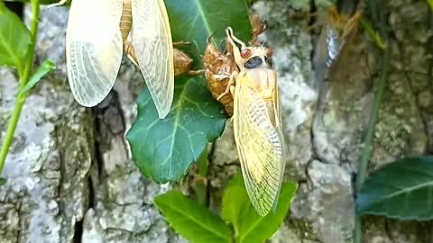 Cicadas 2021 wing expansion (Part3)