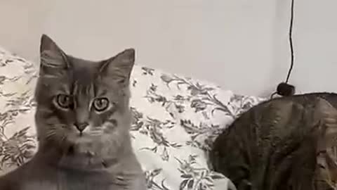 9.cat#youtubeshorts