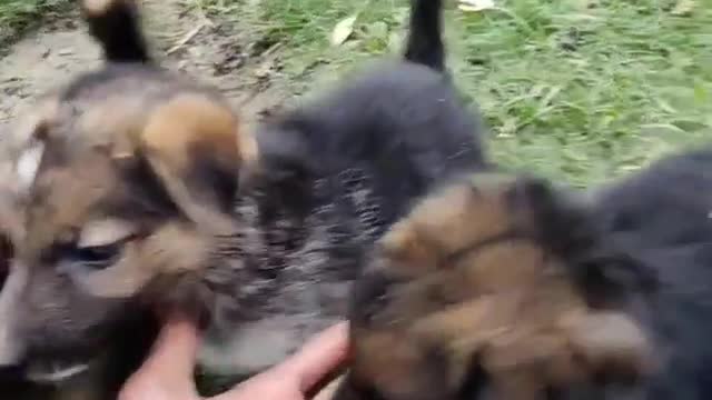 Playing with cute puppies❤️🤗🐶