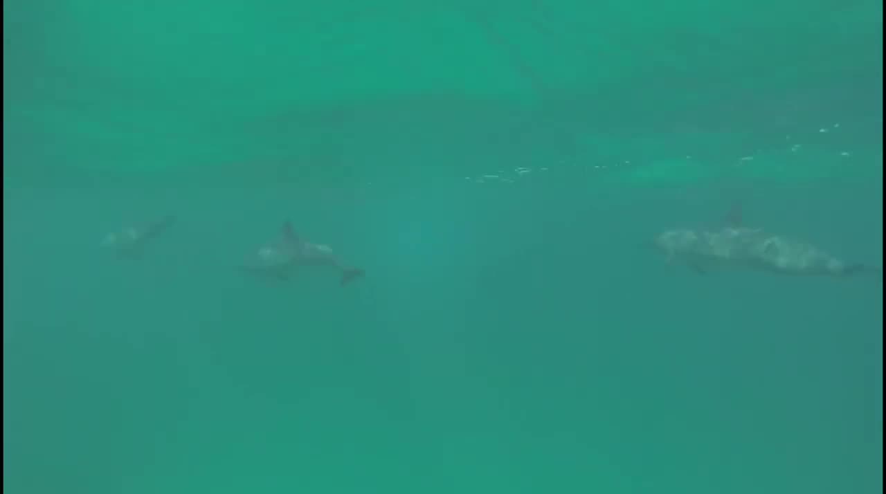 Dolphins Swimming in Sea