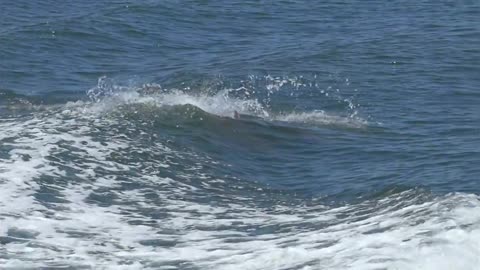 Dolphins Swimming in Sea