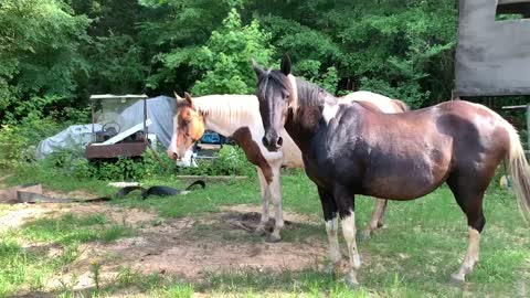 Owner lectures mare for chasing colt.