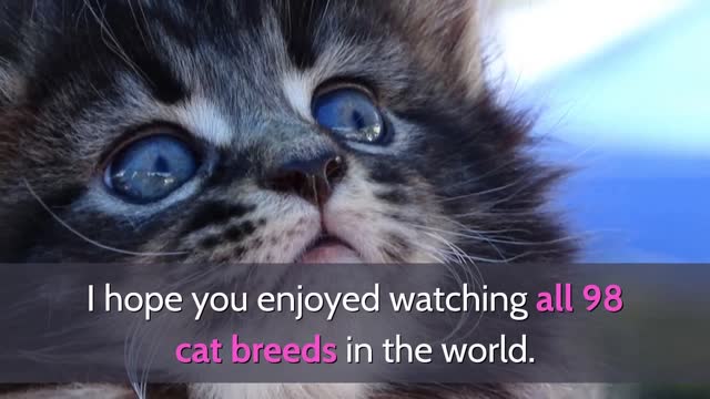 All Cat Breeds Alphabetically - For cat enthusiasts