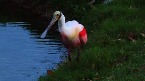 Roseate Spoonbill video