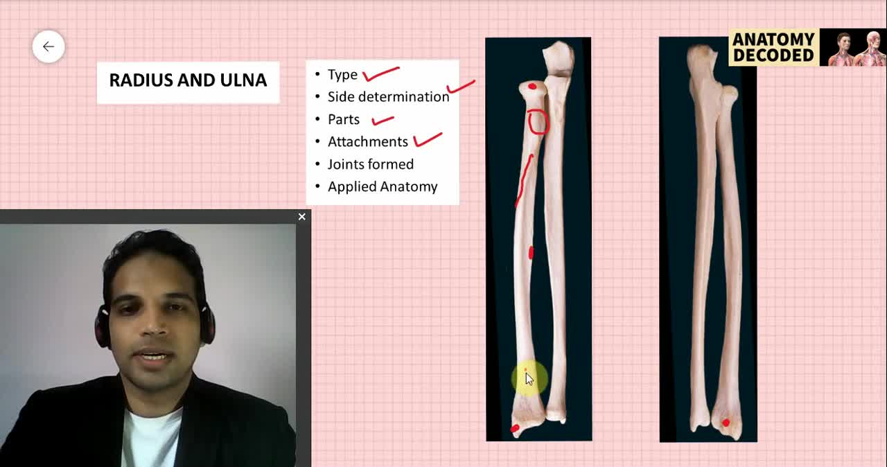Upper Limb Bones Revision_| Osteology of Upper Limb | Anatomy Decoded | Anatomy Lectures