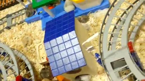 Hamster amusement park