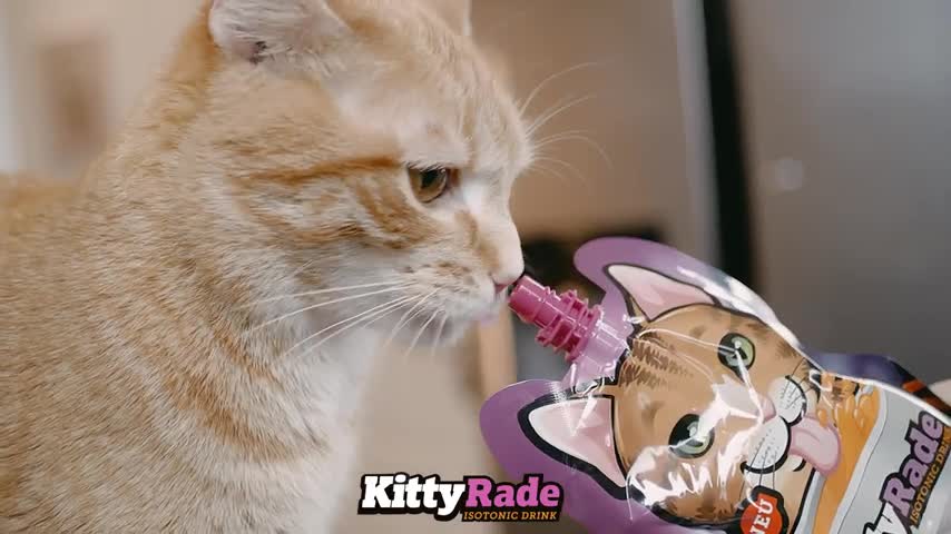 Beautiful little cat.