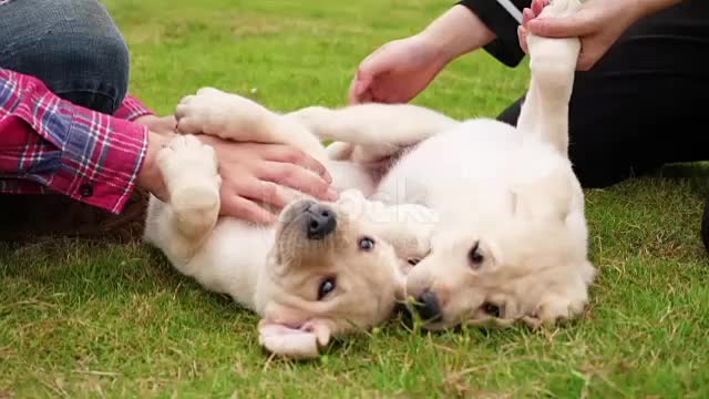 Dogs playground for boyfriends