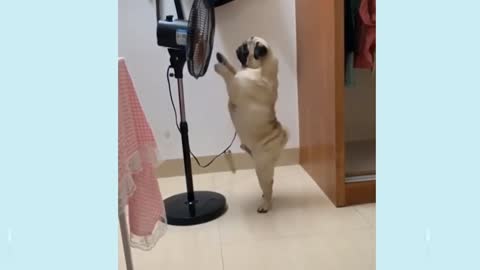 See the dog how to stand up and want to kiss the fan. Funny Dog Videos It's time to LAUGH with Dog's life