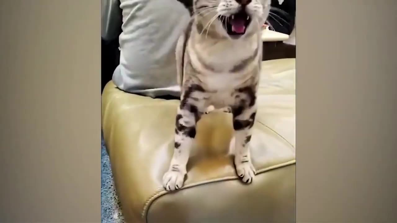 Funniest Animals 2023 😂 Funny Cats and Dogs 😺🐶 Funny Animal Videos #3