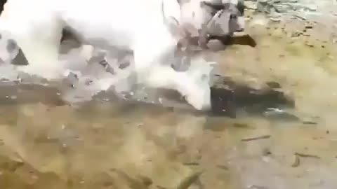 Best Funny Animal Videos 2022 😺 Funny Dog Videos 2022 😁 Funniest Dog Videos 😁😇