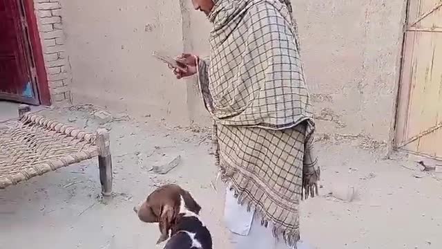 This Dog Cost 25 Lakh - Best Racing and Hunting Dog in Pakistan | Greyhound Dogs