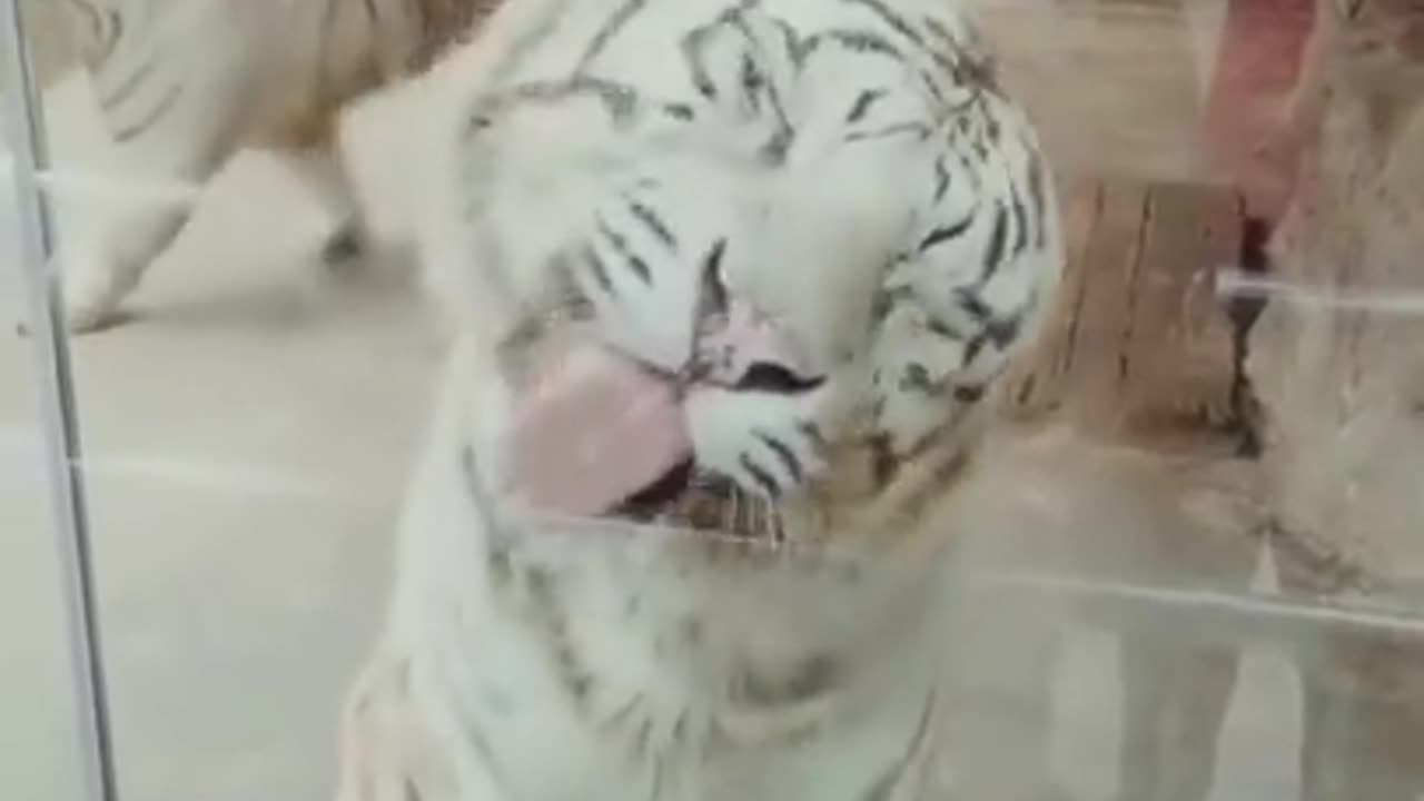 Funny Animal Videos