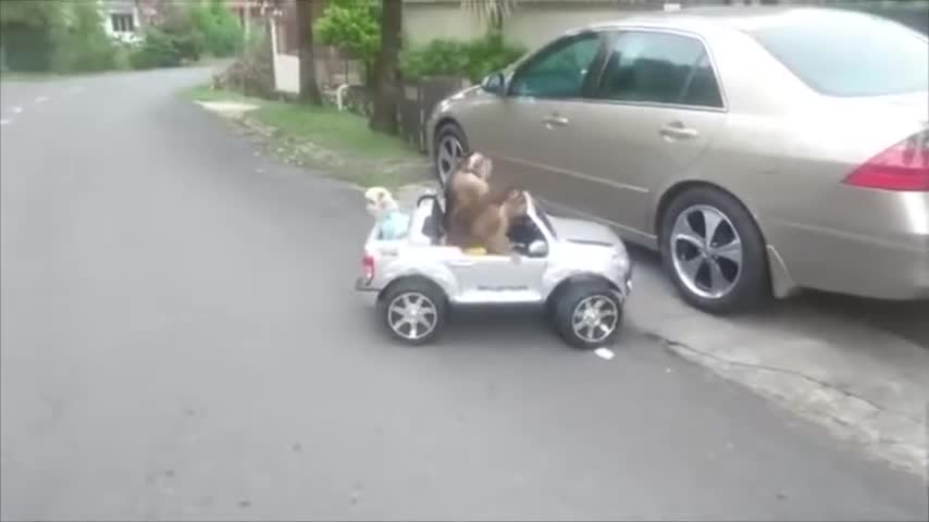 Monkeys in the car