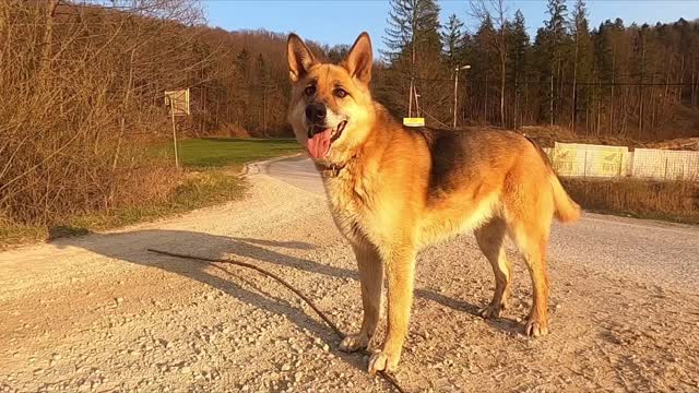 Pet Dog Standing In A Driveway