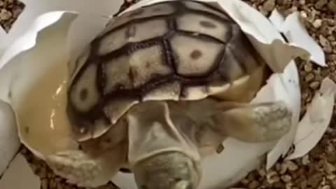 Cute baby tortoise hatches from egg!!!🥚 🐢