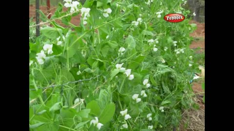 மரபும் பரிணாமமும் - 10th சமச்சீர்க் கல்வி - உயிரில்