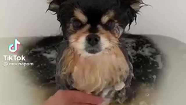 Fluffy dog got shower